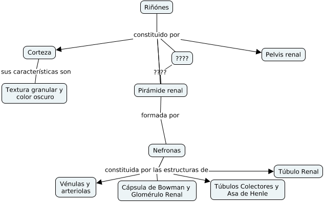 Mapa sistema excretor o urinario - ¿Cuál es la función del sistema